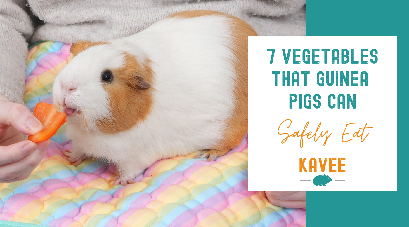 7 Vegetables That Guinea Pigs Can Safely Eat