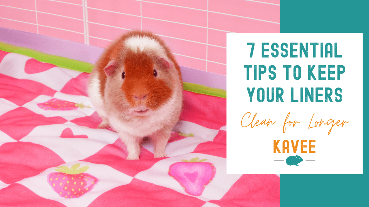 7 essential tips to keeping your guinea pig fleece liners clean for longer