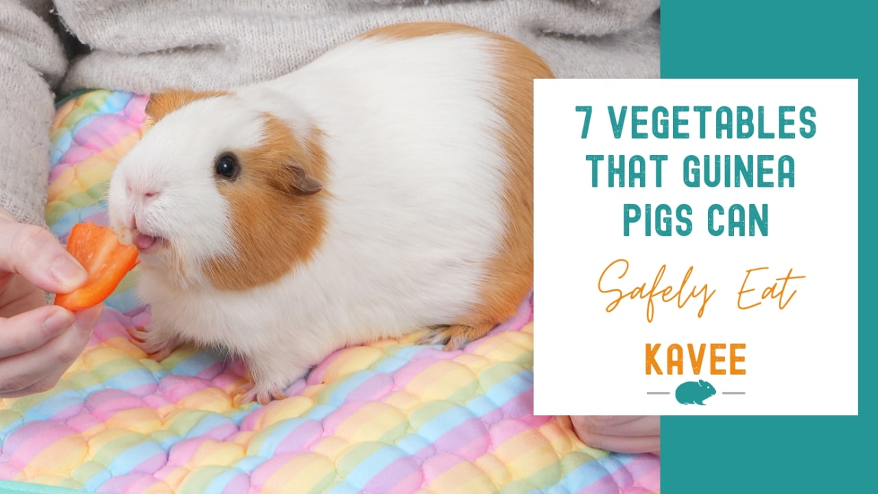 7 Vegetables That Guinea Pigs Can Safely Eat