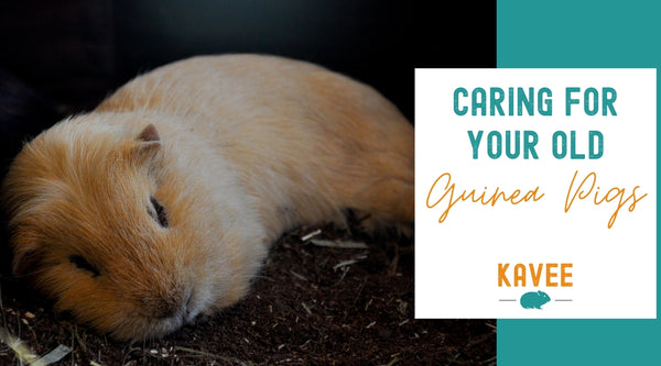 Caring for your old guinea pigs - Kavee UK Blog