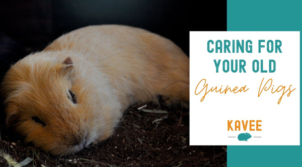 Caring for your old guinea pigs - Kavee UK Blog