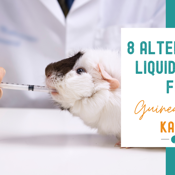 Syringe feeding guinea pig top