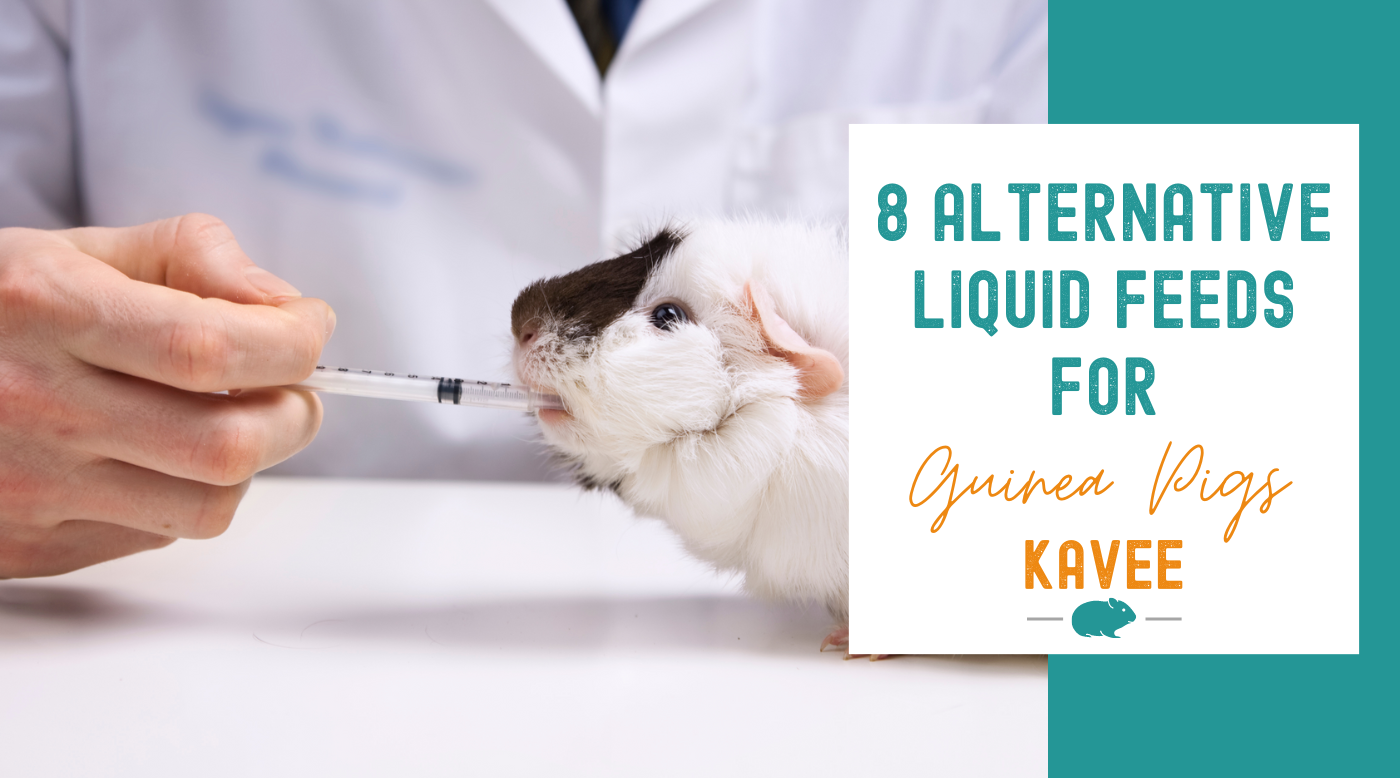 8 Alternative Liquid Feeds for Guinea Pigs