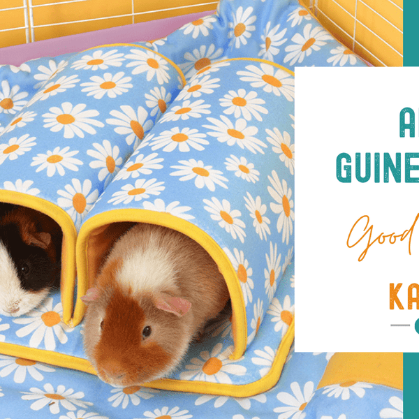 Do Guinea Pigs Play With Toys: Surprising Facts You Must Know