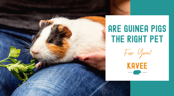 Are guinea pigs good pets