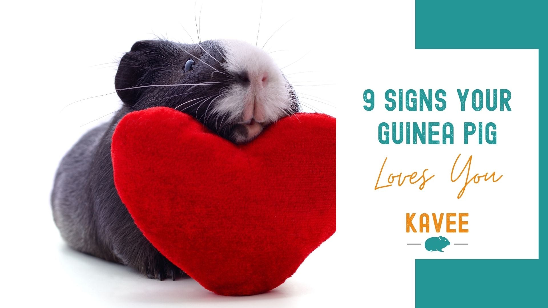 9 signs your guinea pig really loves you