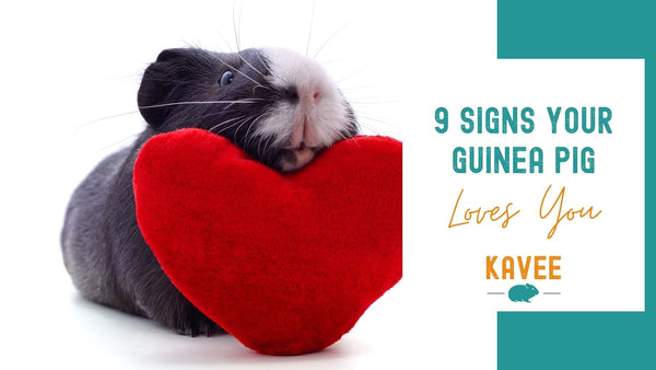 9 signs your guinea pig really loves you