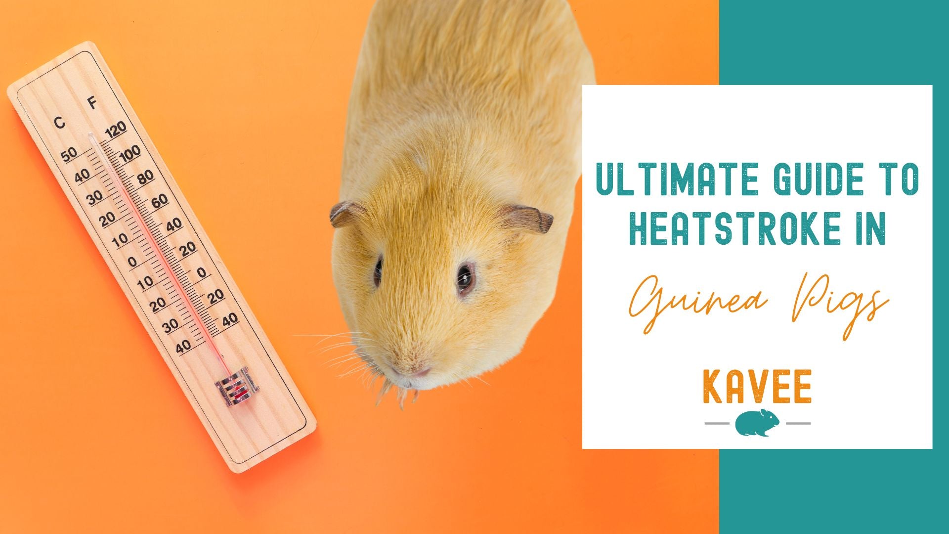 Guide to heatstroke in guinea pigs