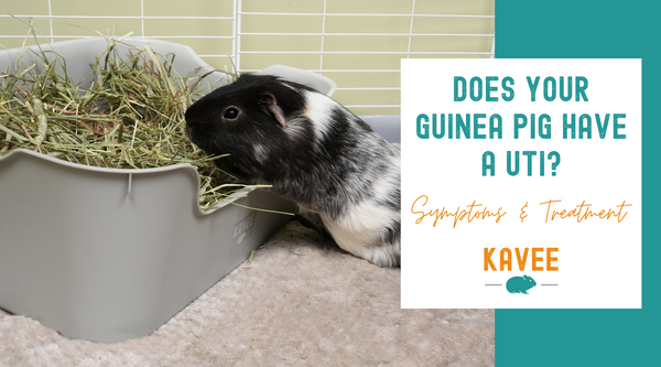 Does Your Guinea Pig Have a UTI?