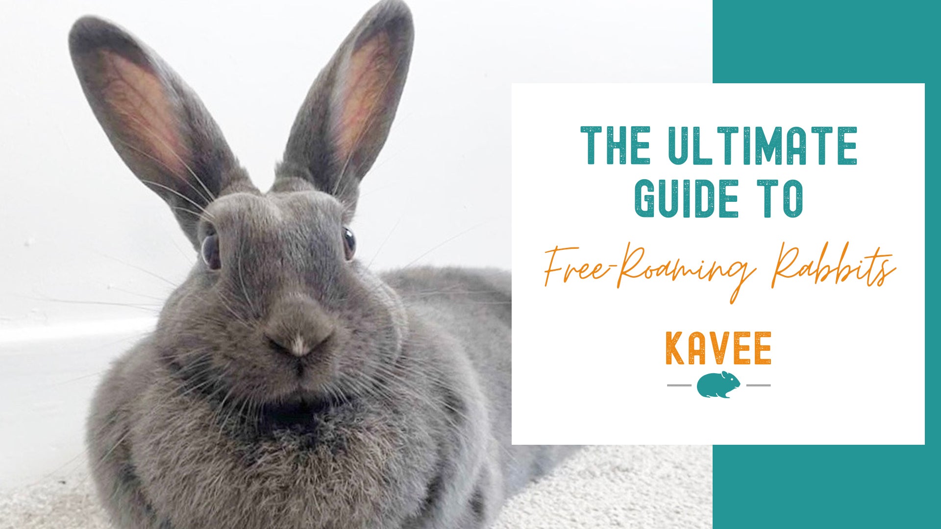 Why You Should Free-Roam Your Rabbit | Free-Roam House Rabbits