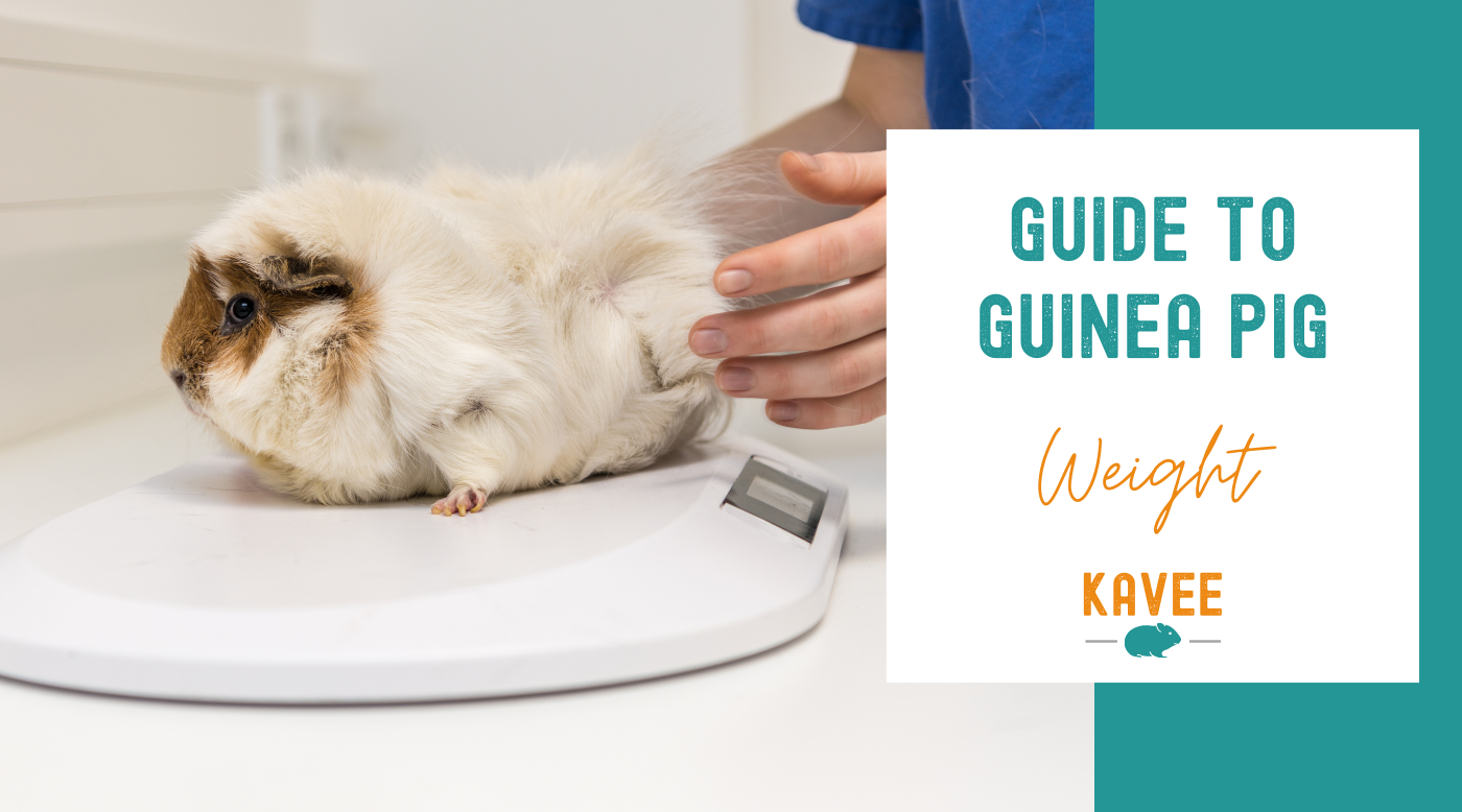 Guide to Guinea Pig Weight