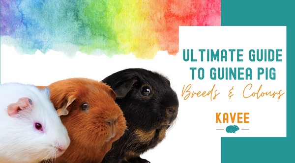 Guide to guinea pig breeds