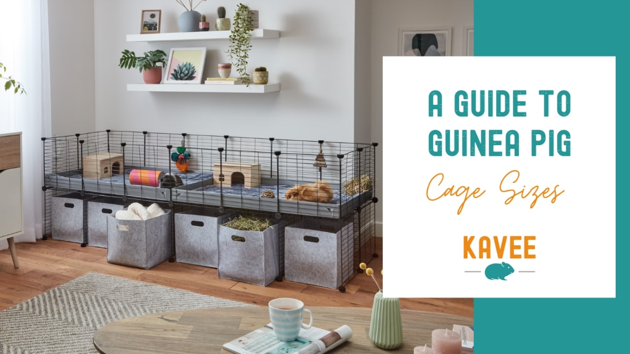 A guide to guinea pig cage sizes