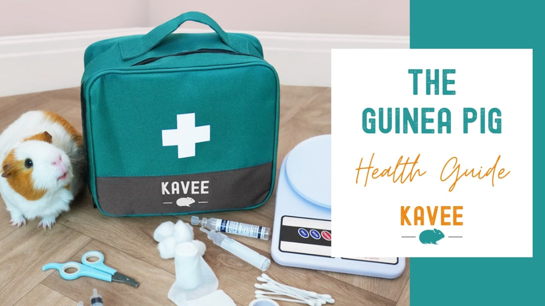 Picture of The Ultimate Guide to Guinea Pig Health