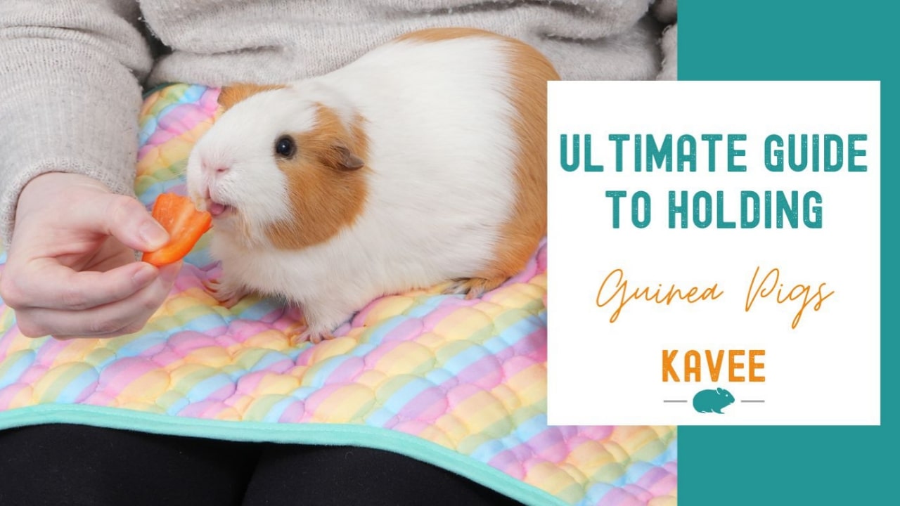 The Ultimate Guide to Holding Guinea Pigs