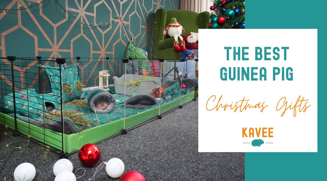 The Best Guinea Pig Christmas Gifts for 2024