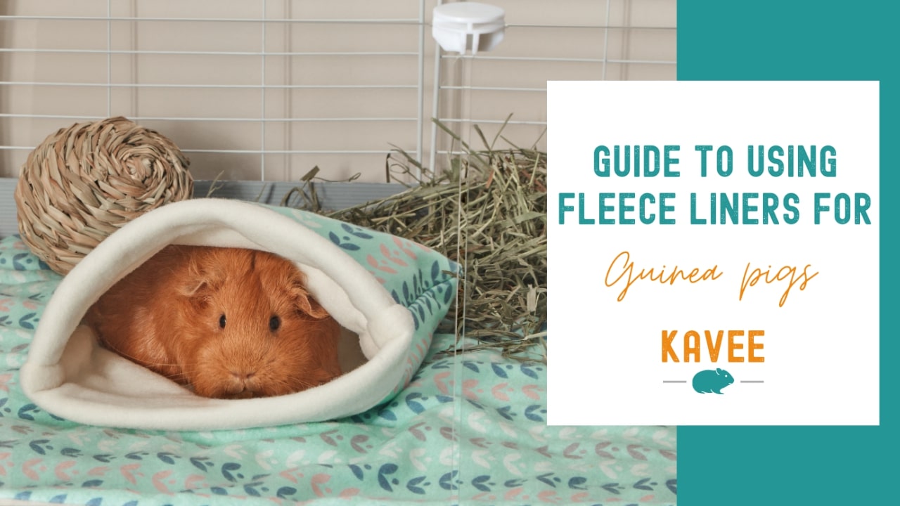 Guide to using fleece liners for guinea pigs