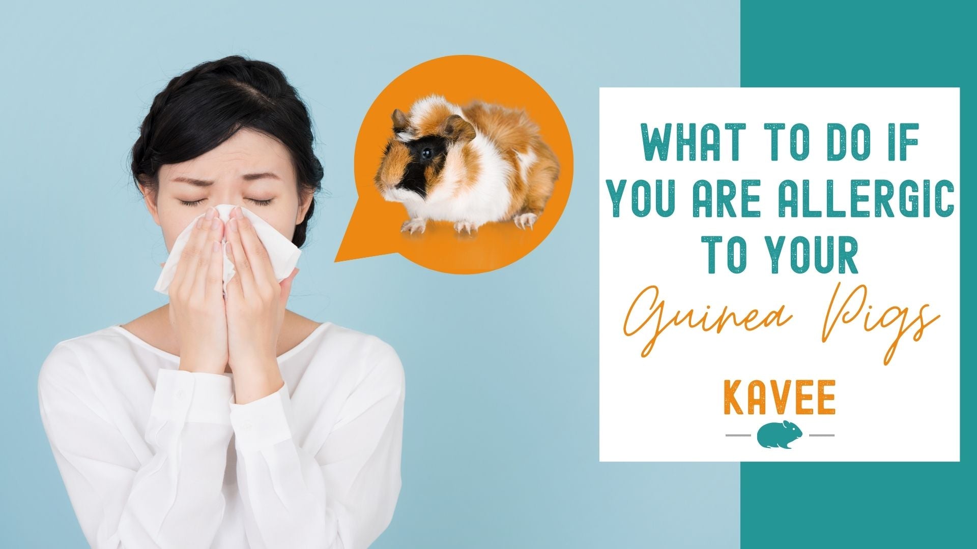 What to Do If You’re Allergic to Your Guinea Pigs | Kavee - Guinea Pig Gluten Free Sensitivity Symptoms
