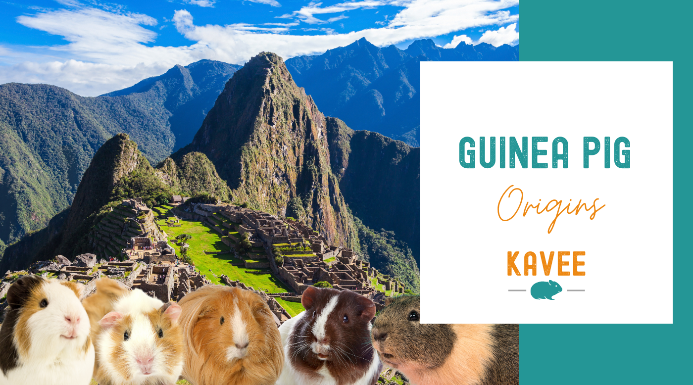 History of Guinea Pigs