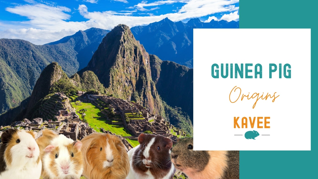 History of Guinea Pigs