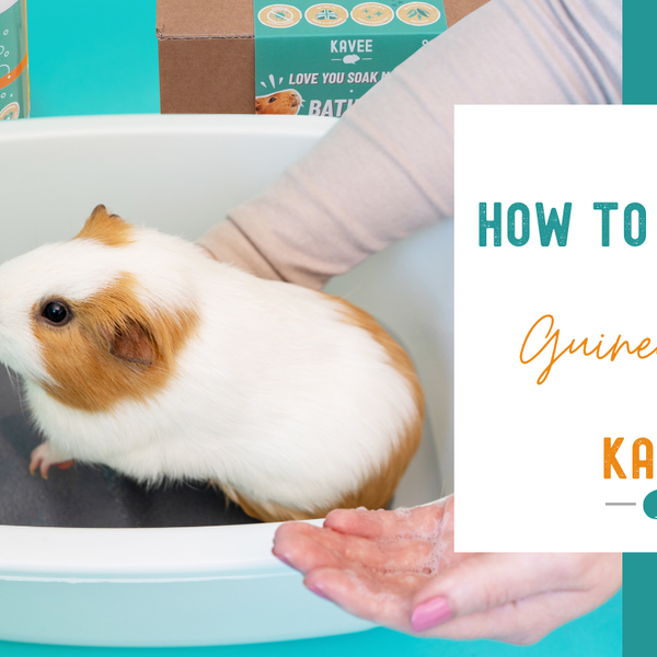 How to Bathe a Guinea Pig Step by Step Guide