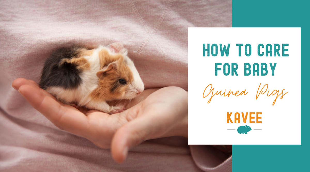 How to Care for Baby Guinea Pigs | Kavee