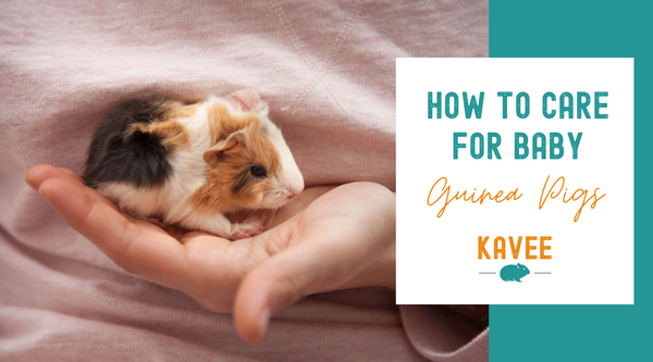 How to care for baby guinea pigs