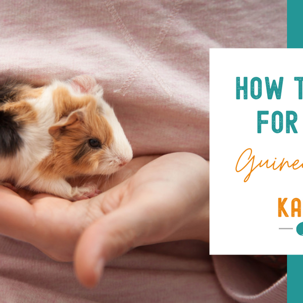 Taking Care Of Baby Guinea Pigs: Essential Tips for Happy Pets