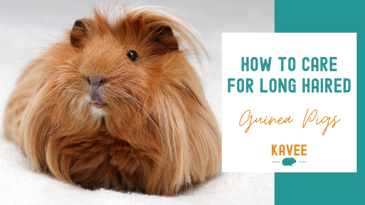 How to care for long haired guinea pigs