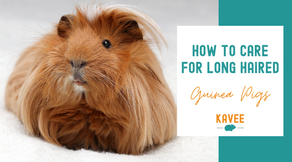 How to care for long haired guinea pigs