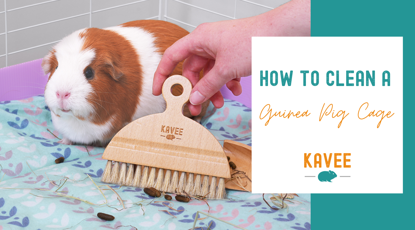 How To Clean A Guinea Pig Cage 