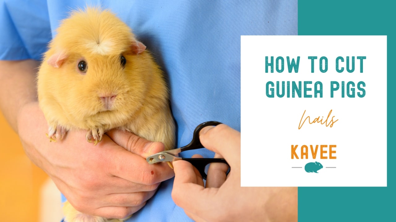 How to cut guinea pig nails blog