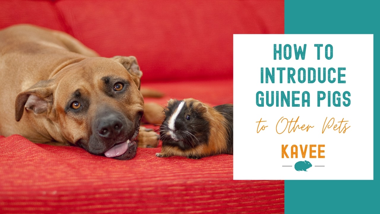 How to Introduce your guinea pig to your dog or cat