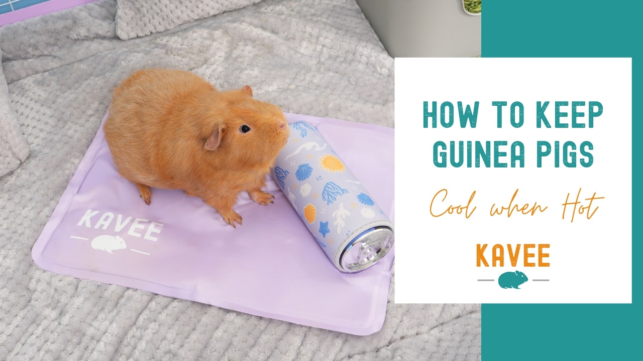 How to keep guinea pigs cool in hot weather