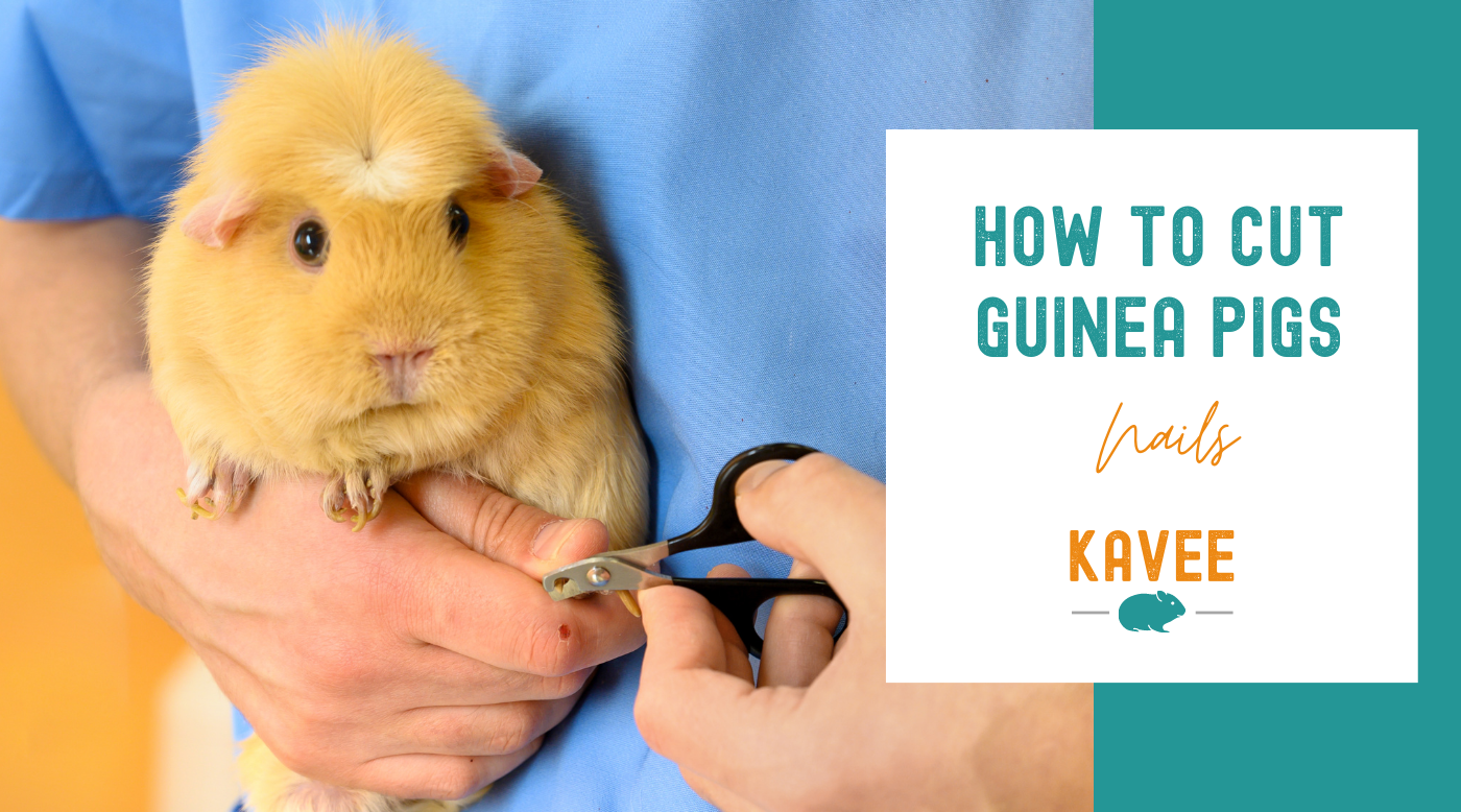 How to Cut a Guinea Pig's Nails? The Complete Guide