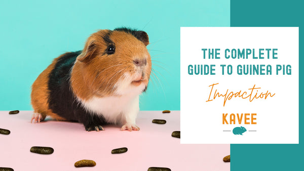 Piggy Poop Problems: The Impact of Impaction in Guinea Pigs