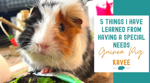 5 things I have learned from having a special needs piggy guinea pig disabled blind lost eye blog