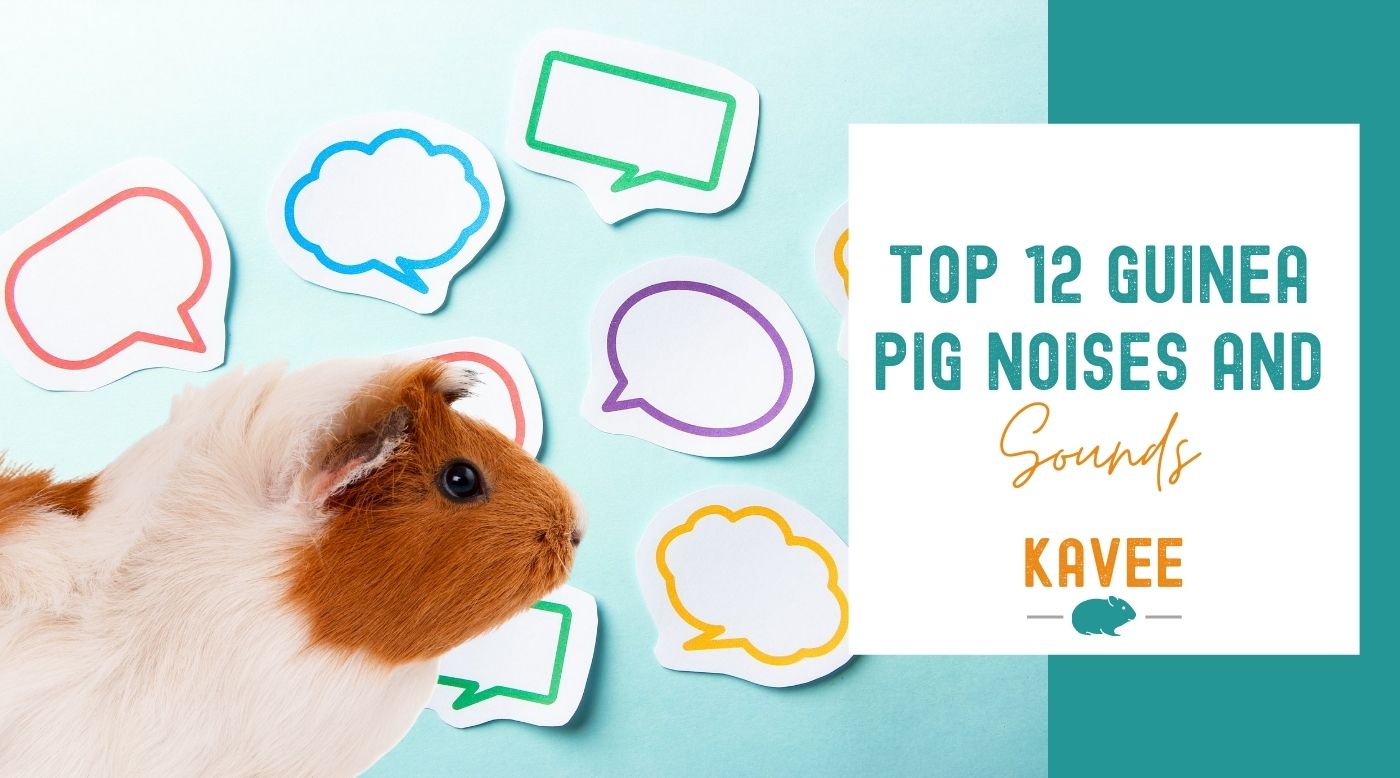 Top 12 Guinea Pig Noises and Sounds Explained by Experts