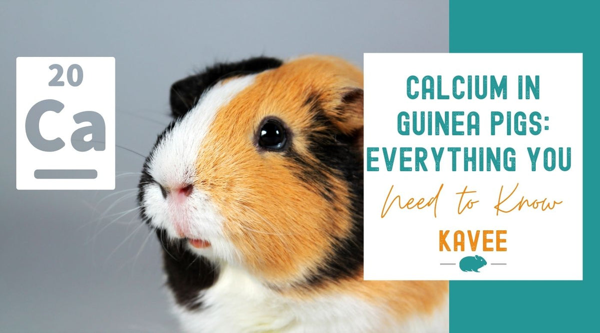 Calcium in Guinea pigs: Everything you need to know