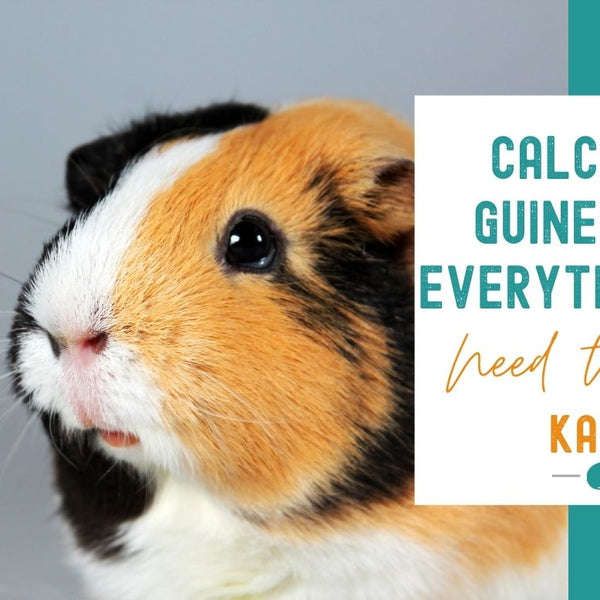 Calcium in Guinea pigs Everything you need to know