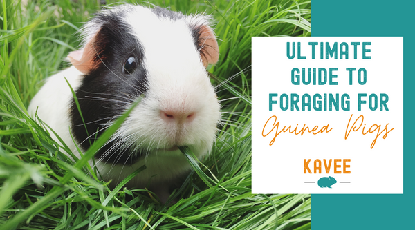 ultimate guide to foraging safe wild herb plant food list guinea pig rabbit kavee