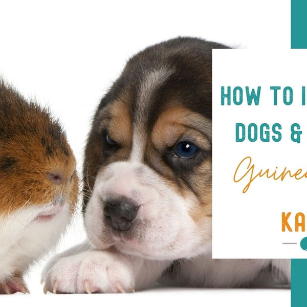 Can you have guinea pigs if you already have dogs or cats? The Answer!