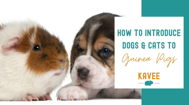 How to Introduce your guinea pig to your dog or cat