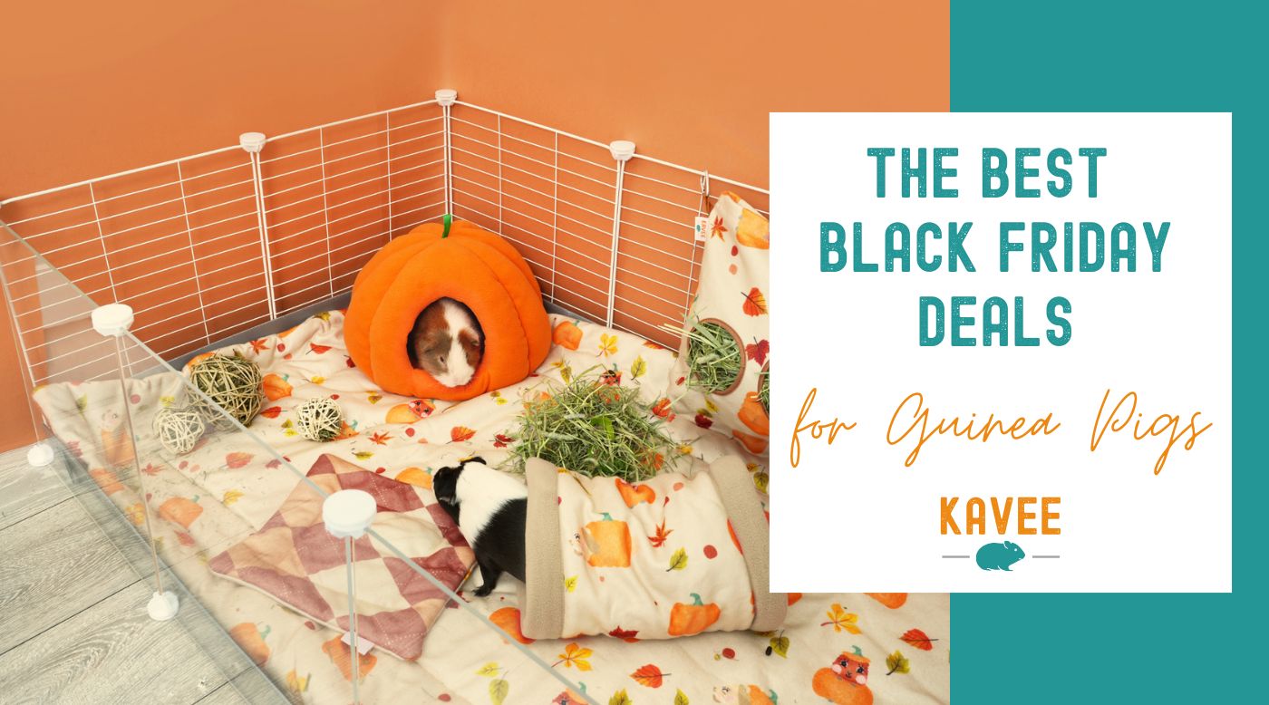 The Best Black Friday Deals for Guinea Pigs