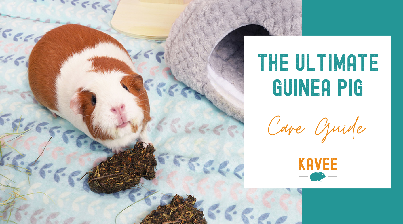 The ultimate guide to guinea pig care