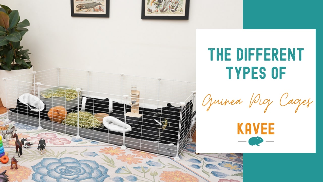 The different types of guinea pig cages