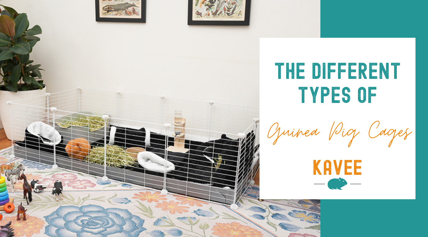 The different types of guinea pig cages
