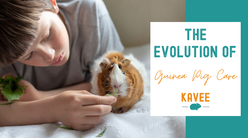 The evolution of guinea pig care