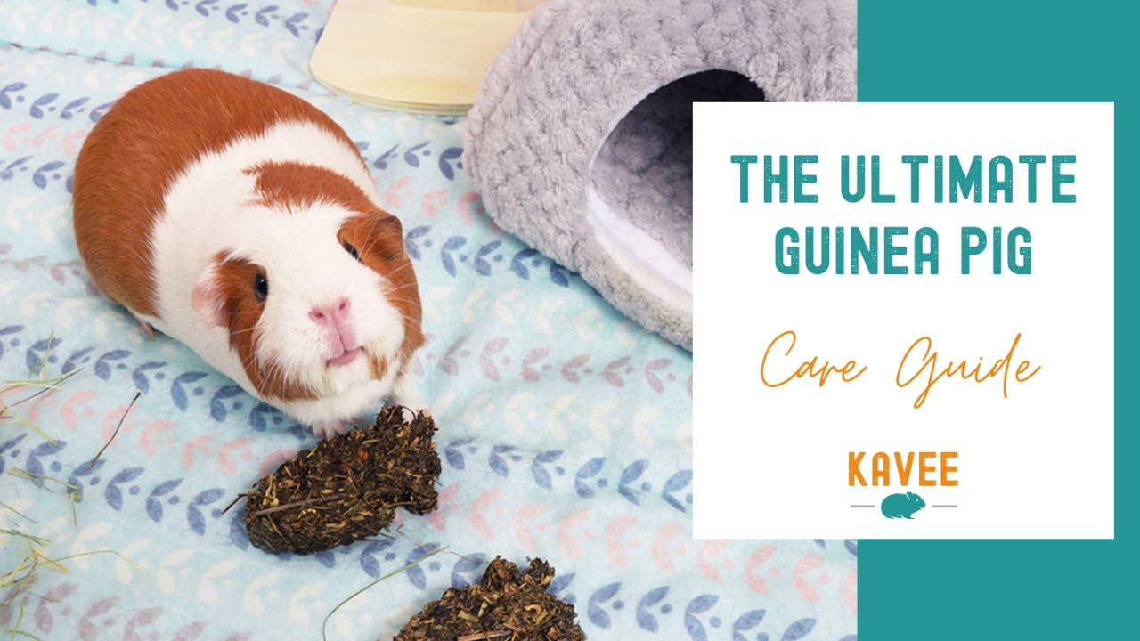 The ultimate guide to guinea pig care