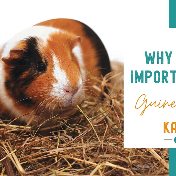 Is oat hay good for guinea pigs hotsell